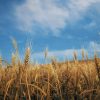 Nanite Foliage - Wheat Field