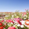 Nanite Flower Pack