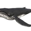 Humpback Whale