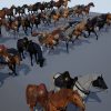 Horse For Heroes