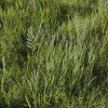 Maxtree – Plant Models Vol 1 for UE ( ANIMATION )