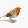 Robin