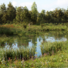 MW Meadow Forest Trees Biome